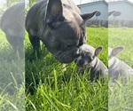 Small Photo #1 French Bulldog Puppy For Sale in MIDDLEBURY, IN, USA