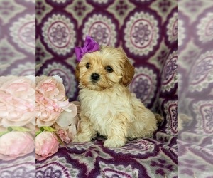 Cavachon-Poodle (Miniature) Mix Puppy for sale in AIRVILLE, PA, USA