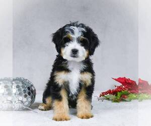 Bernedoodle-Poodle (Miniature) Mix Puppy for sale in DALTON, OH, USA