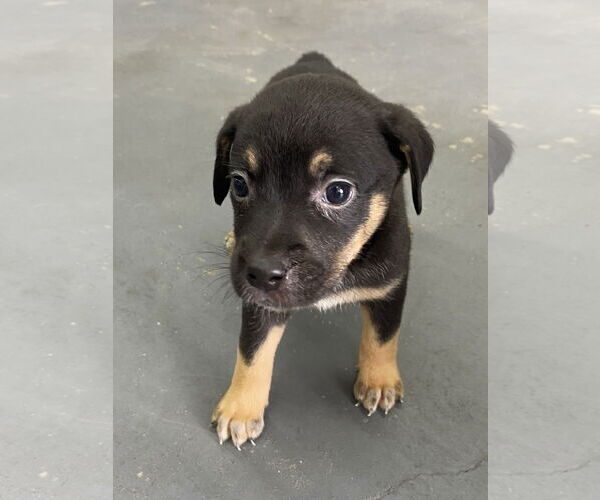 Medium Photo #2 Labrador Retriever-Unknown Mix Puppy For Sale in Hillsboro, MO, USA