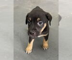 Small #1 Labrador Retriever Mix