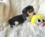 Small Photo #10 Dachshund Puppy For Sale in WEBSTER, FL, USA