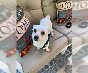 Lola ADOPTED! - Female Chihuahua-Unknown Mix Dog for Adoption - Photo #4
