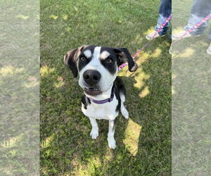Huskies -Unknown Mix Dogs for adoption in Holly Springs, NC, USA