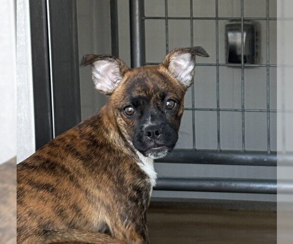Medium Photo #1 Mutt Puppy For Sale in San Bernardino, CA, USA