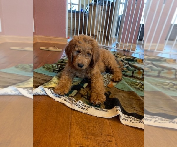 Medium Photo #1 Goldendoodle Puppy For Sale in MILWAUKEE, WI, USA