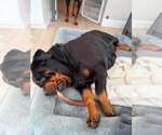 Small #2 Rottweiler