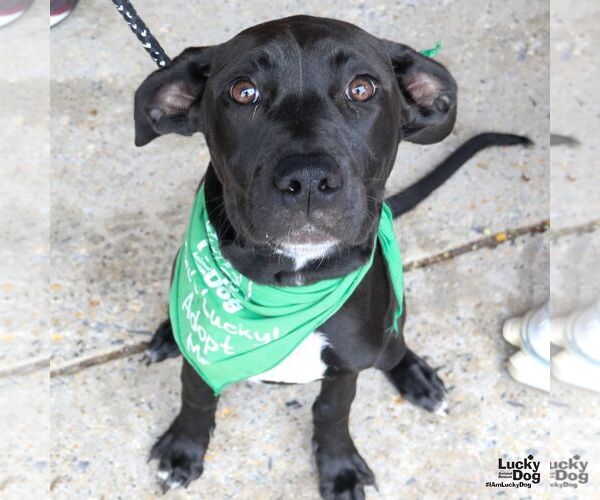 Medium Photo #17 Labrador Retriever-Unknown Mix Puppy For Sale in Washington, DC, USA