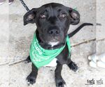 Small #16 Labrador Retriever Mix