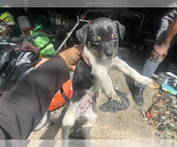 Medium Photo #1 Chihuahua Puppy For Sale in Houston, TX, USA