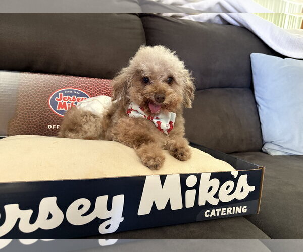 Medium Photo #6 Poodle (Toy) Puppy For Sale in Wheaton, IL, USA
