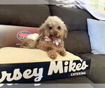 Small #5 Poodle (Toy)