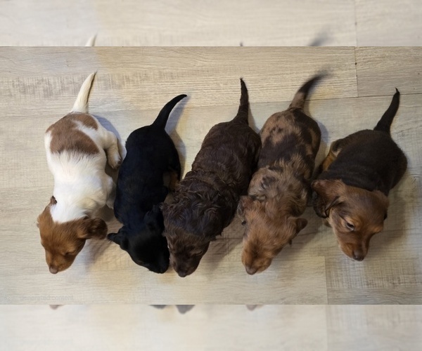 Medium Photo #14 Dachshund Puppy For Sale in NEOSHO, MO, USA