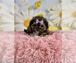 Small #1 ShihPoo