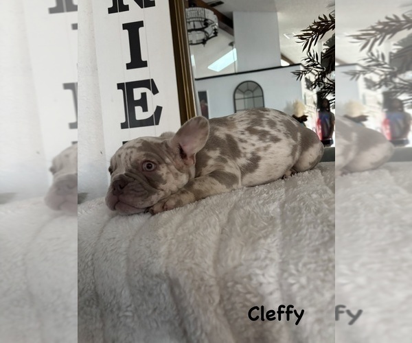 Medium Photo #4 French Bulldog Puppy For Sale in SPRING HILL, FL, USA