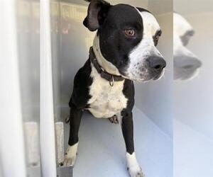 Staffordshire Bull Terrier Dogs for adoption in Houston, TX, USA