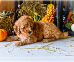 Small Photo #4 Goldendoodle-Poodle (Miniature) Mix Puppy For Sale in WAKARUSA, IN, USA