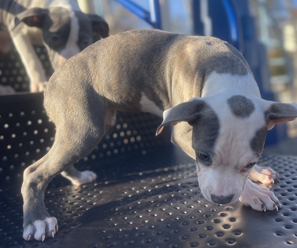 Medium Photo #4 American Pit Bull Terrier Puppy For Sale in TRENTON, NJ, USA