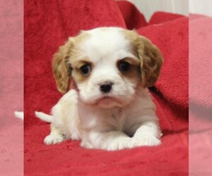 Cavalier King Charles Spaniel Puppy for sale in BROOKSVILLE, FL, USA