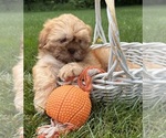 Small #2 Shih Tzu