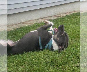 Gayle - Female Mutt Dog for Adoption - Photo #13