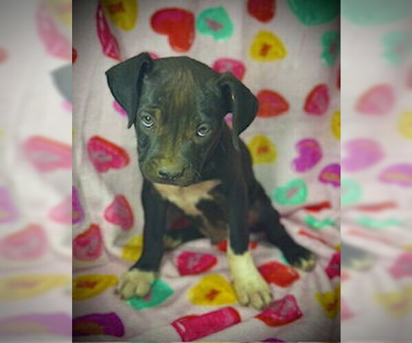 Medium Photo #1 Bulldog-Labrador Retriever Mix Puppy For Sale in Pleasanton, TX, USA