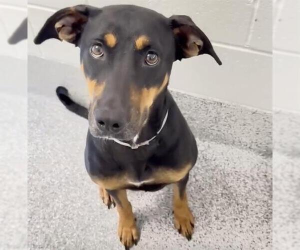 Medium Photo #2 Doberman Pinscher Puppy For Sale in Houston, TX, USA