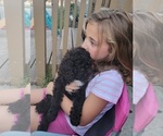 Small Photo #2 Poodle (Standard) Puppy For Sale in ASHBY, MN, USA