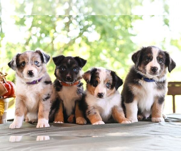 Medium Photo #2 Miniature Australian Shepherd Puppy For Sale in REBERSBURG, PA, USA