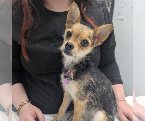 Medium Photo #1 Chihuahua-Unknown Mix Puppy For Sale in Chico, CA, USA