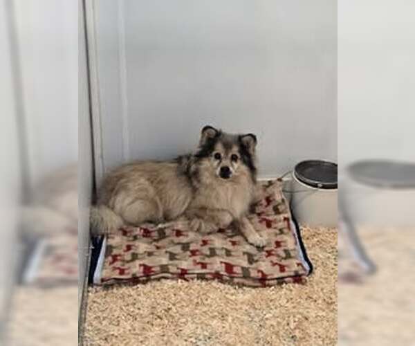 Medium Photo #3 Pomeranian-Unknown Mix Puppy For Sale in Unionville, PA, USA