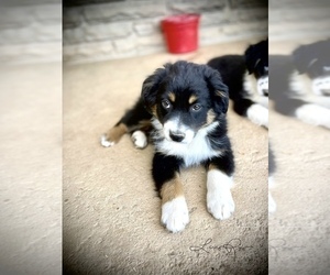 Australian Shepherd Puppy for sale in MICAVILLE, NC, USA