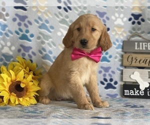 Golden Retriever Puppy for sale in LANCASTER, PA, USA