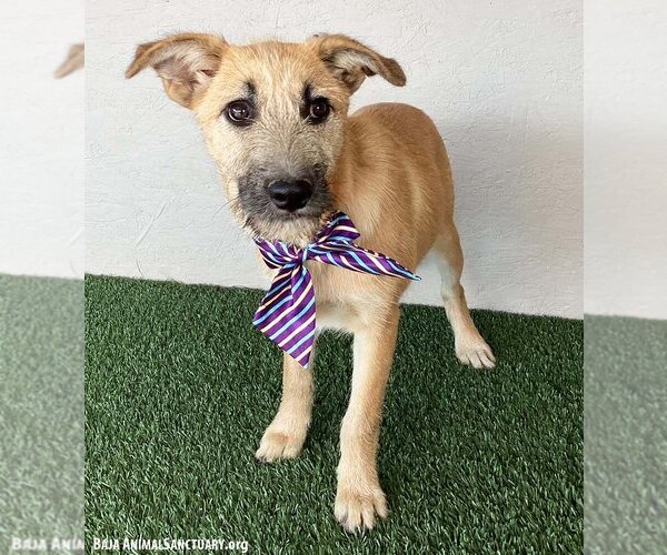 Medium Photo #5 Irish Terrier-Unknown Mix Puppy For Sale in San Diego, CA, USA