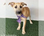Small Photo #5 Irish Terrier-Unknown Mix Puppy For Sale in San Diego, CA, USA