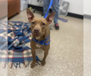 Mutt Dogs for adoption in Boston, MA, USA