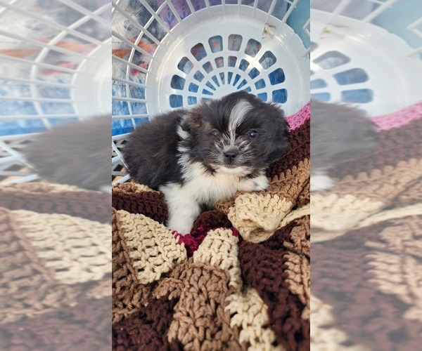 Medium Photo #6 Shiranian Puppy For Sale in GREENWOOD, WI, USA