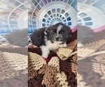 Small Photo #6 Shiranian Puppy For Sale in GREENWOOD, WI, USA