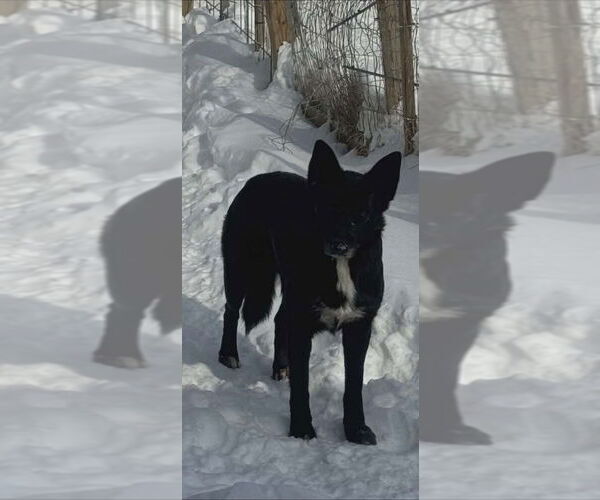 Medium Photo #2 Shepradors Puppy For Sale in Aurora, IN, USA