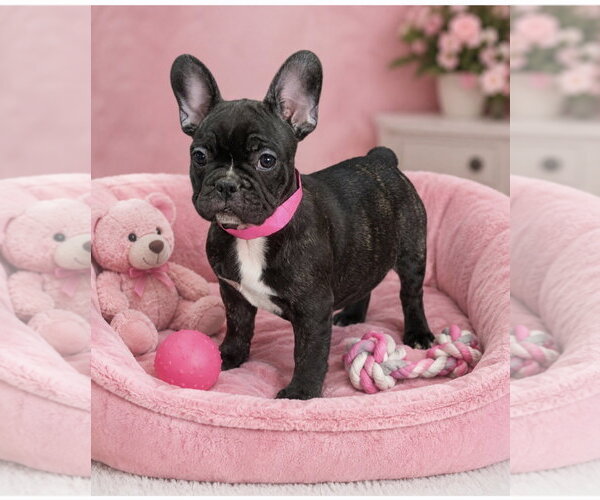 Medium Photo #1 French Bulldog Puppy For Sale in Bon Carbo, CO, USA