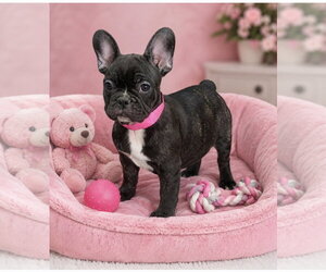 French Bulldog Dogs for adoption in Bon Carbo, CO, USA