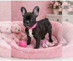 Small French Bulldog