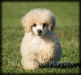 Small Photo #34 Poodle (Miniature) Puppy For Sale in COPPOCK, IA, USA