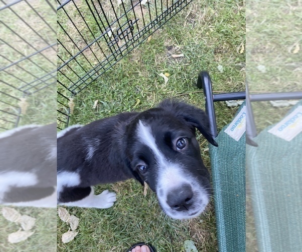 Medium Photo #5 Saint Berdoodle Puppy For Sale in BEAVER FALLS, PA, USA