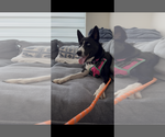 Small Photo #2 Siberian Husky-Unknown Mix Puppy For Sale in Miami, FL, USA