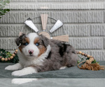 Small Photo #7 Miniature Australian Shepherd Puppy For Sale in BALTIC, OH, USA