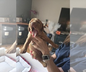 Vizsla Puppy for sale in PINCKNEY, MI, USA