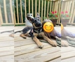Small Photo #3 German Shepherd Dog Puppy For Sale in ATLANTA, GA, USA