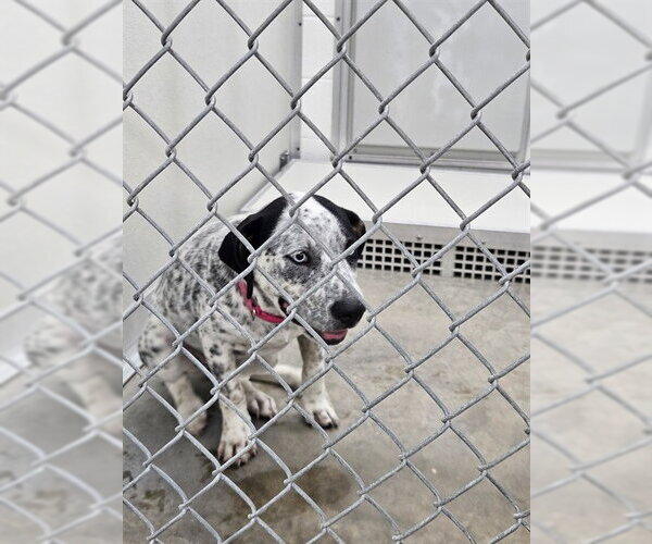 Medium Photo #1 Mutt Puppy For Sale in Temple, TX, USA