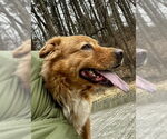 Small #15 Chow Chow-Golden Retriever Mix